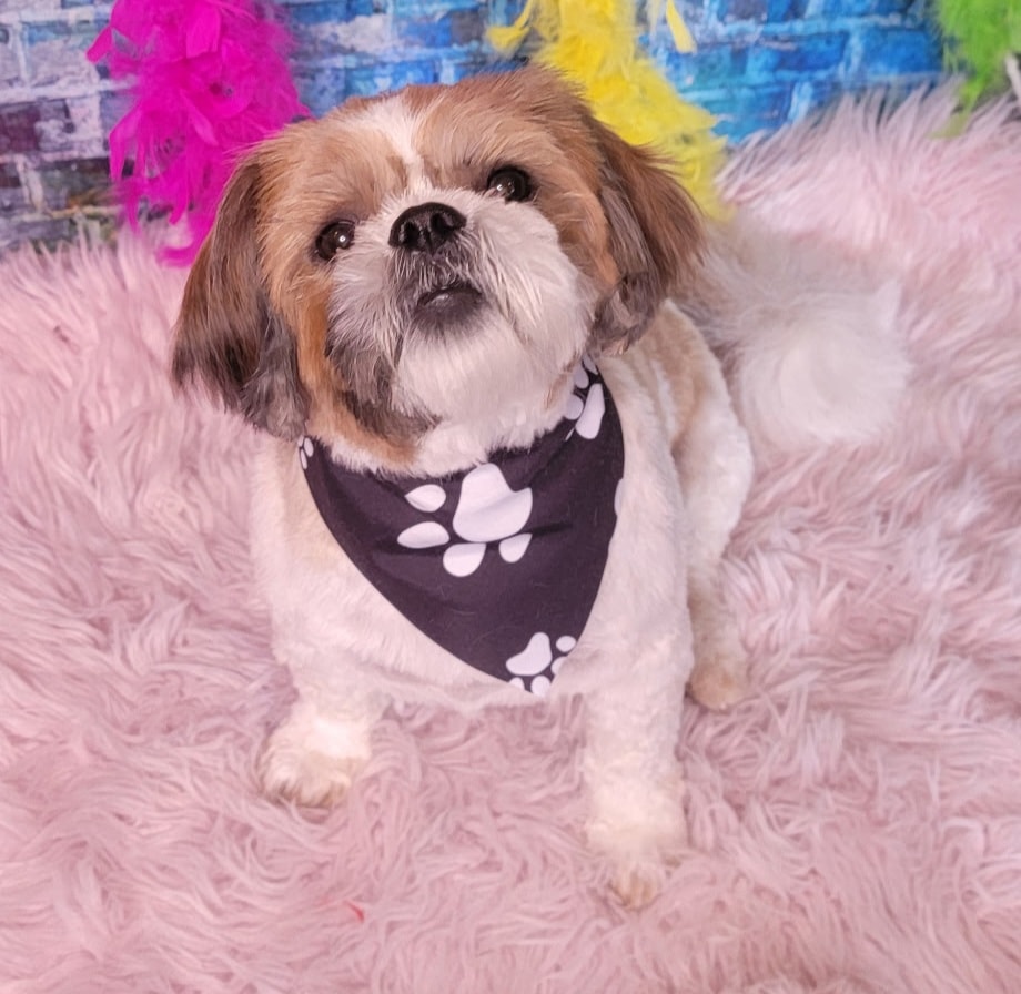 Small white dog on grooming table after professional haircut at Pink Poodle Club