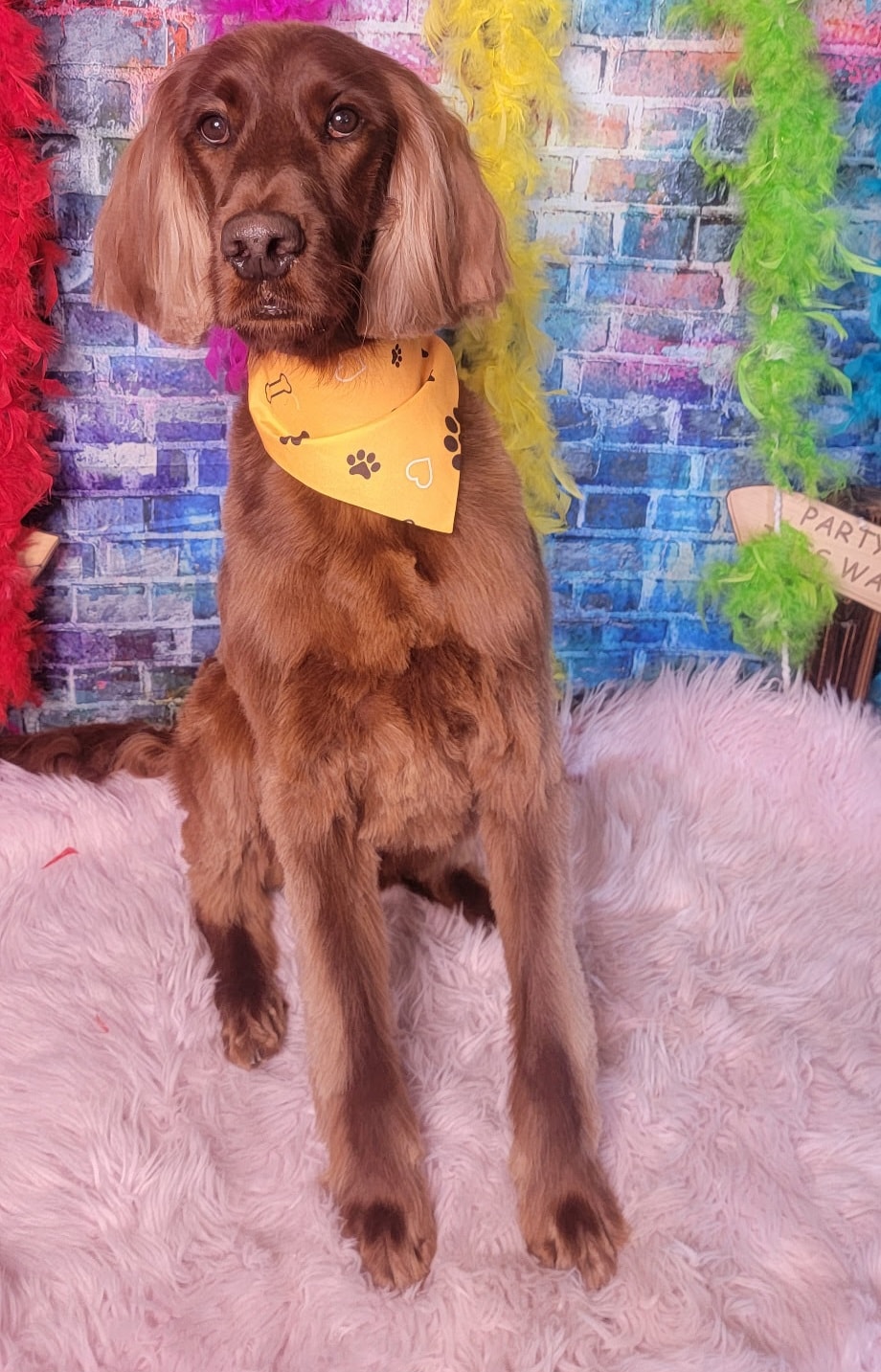 Irish Setter with mahogany coat and silky ears after grooming at Pink Poodle Club